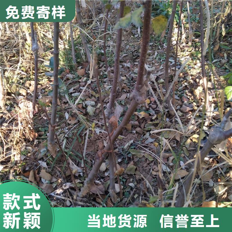 脆甜苹果苗根系发达