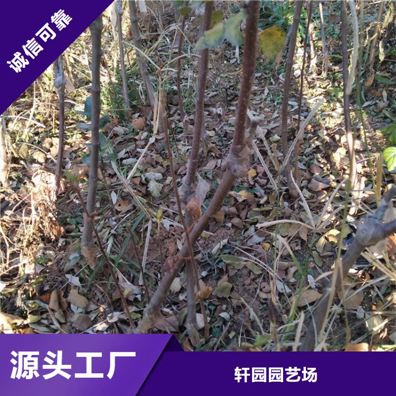 苹果嘎啦苹果厂家质量过硬