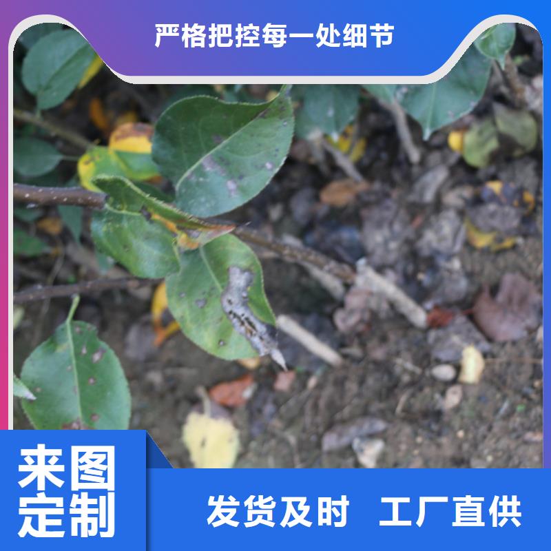 苹果,梨树苗用品质赢得客户信赖