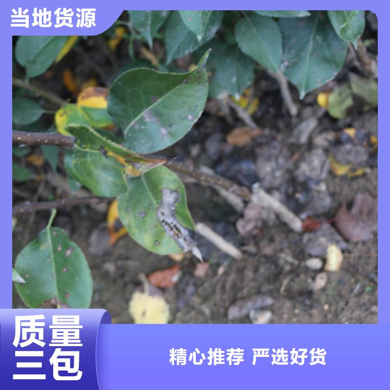 苹果草莓苗老品牌厂家