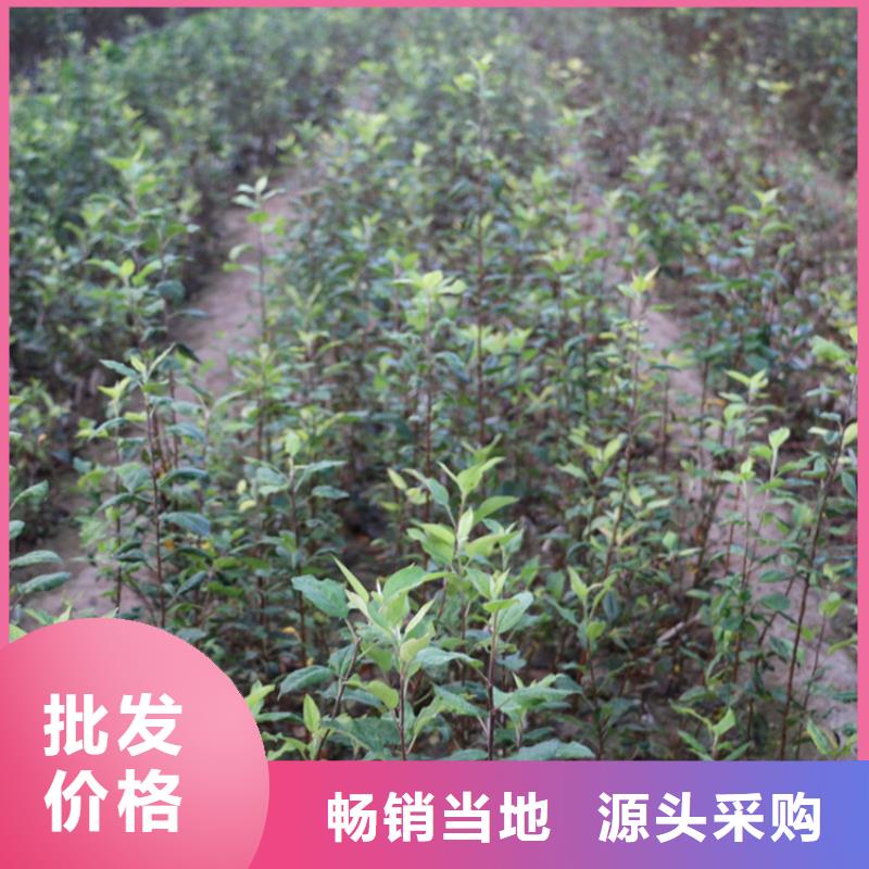 苹果苹果苗卓越品质正品保障