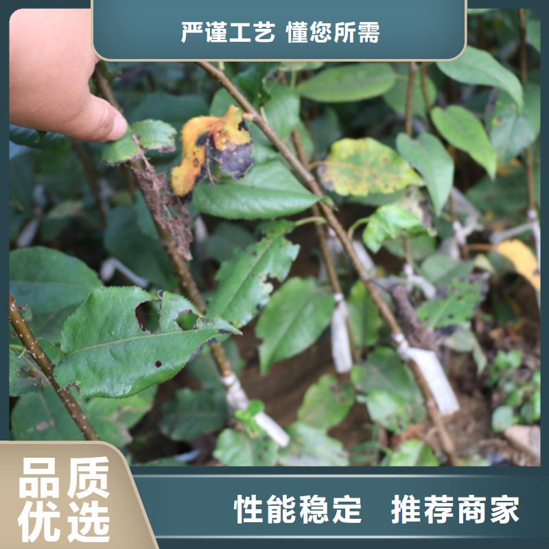 【苹果无花果苗好品质售后无忧】