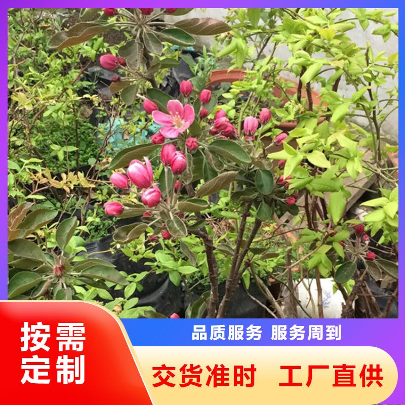 苹果李子苗供您所需