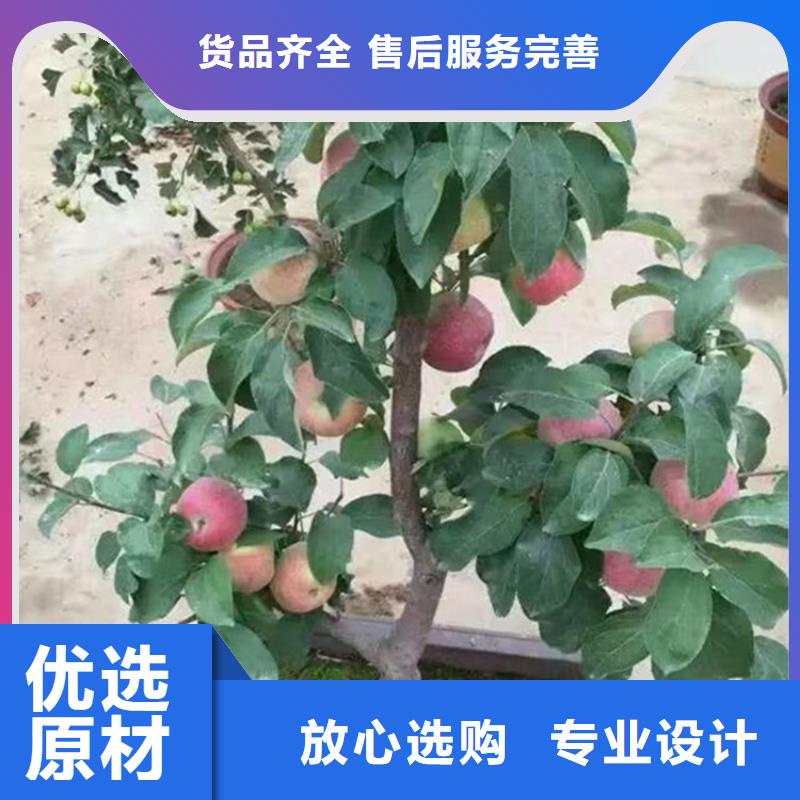 苹果北美冬青专业的生产厂家