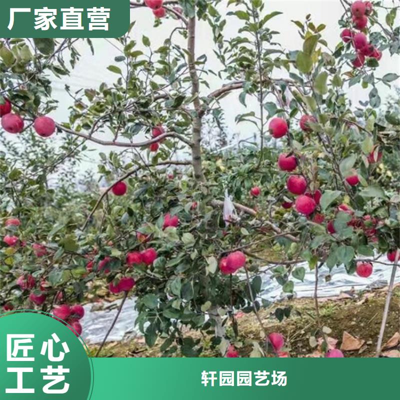 【苹果】樱桃苗研发生产销售
