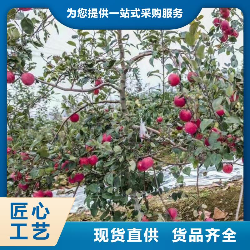 新品种苹果树苗一亩地多少棵实拍展现[轩园]