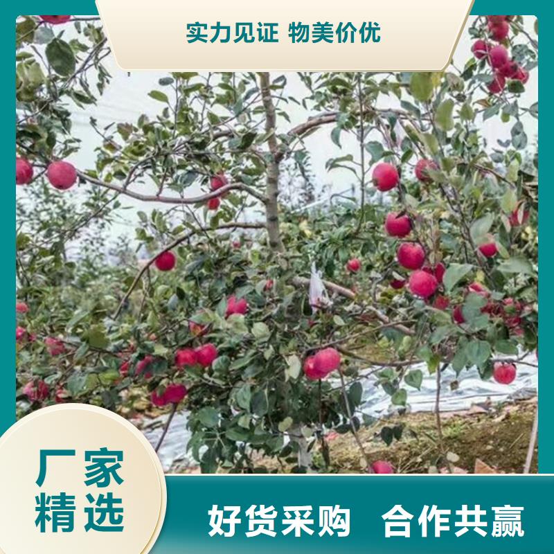 红肉苹果树苗根系发达/轩园园艺场