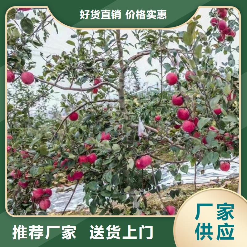 苹果苗种植管理技术/轩园园艺场本土《轩园》