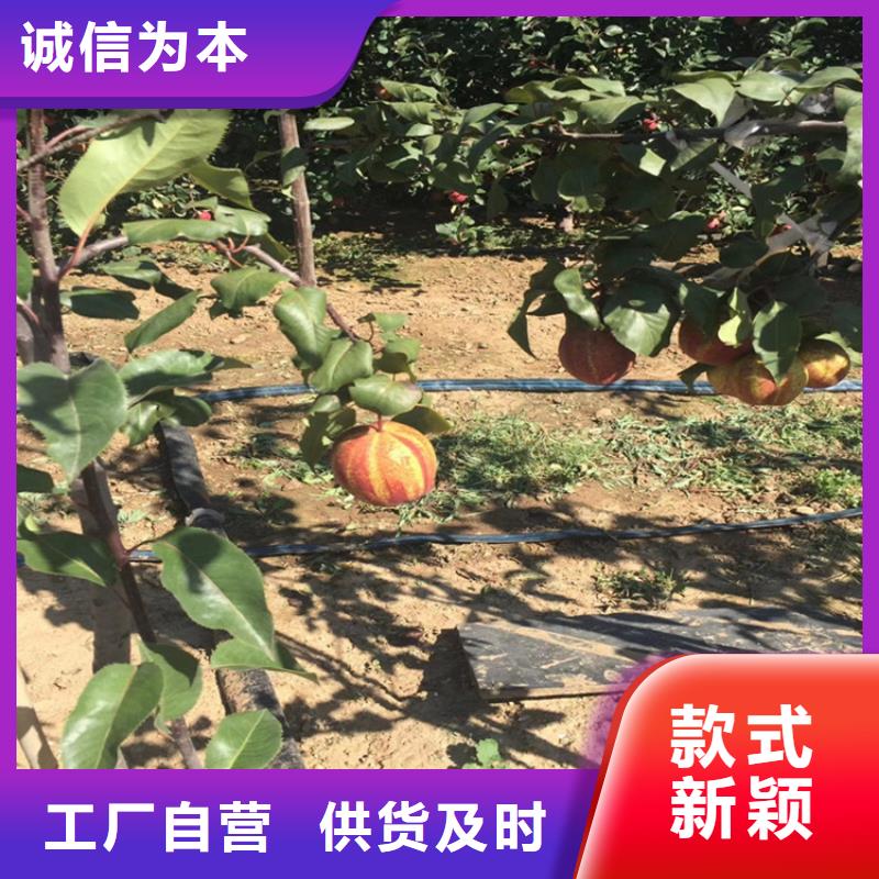 三红梨树苗适合种植地区