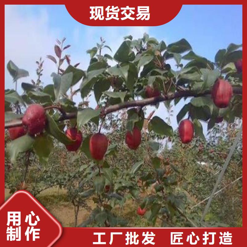 考密斯梨苗适合种植地区