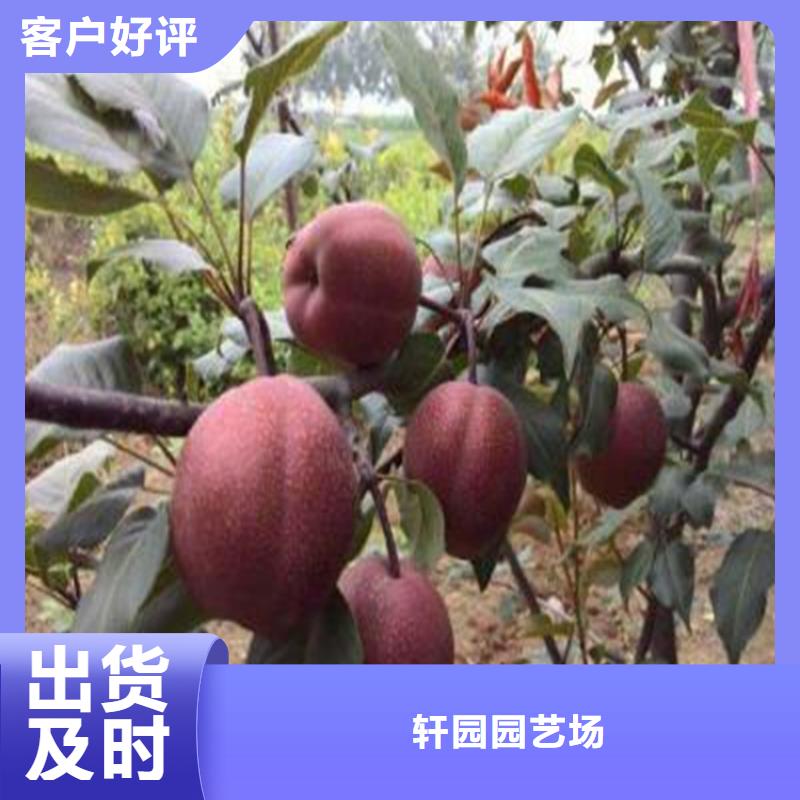 彩虹梨树苗质优价廉