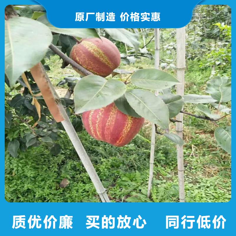 三红梨树苗适合种植地区