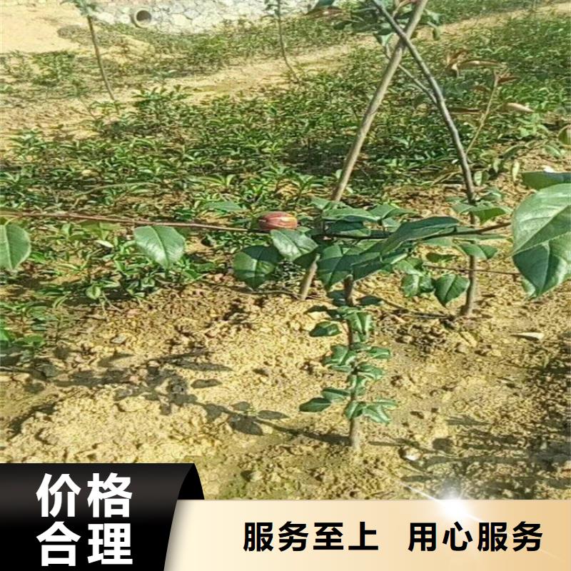 嫁接梨树苗什么品种好