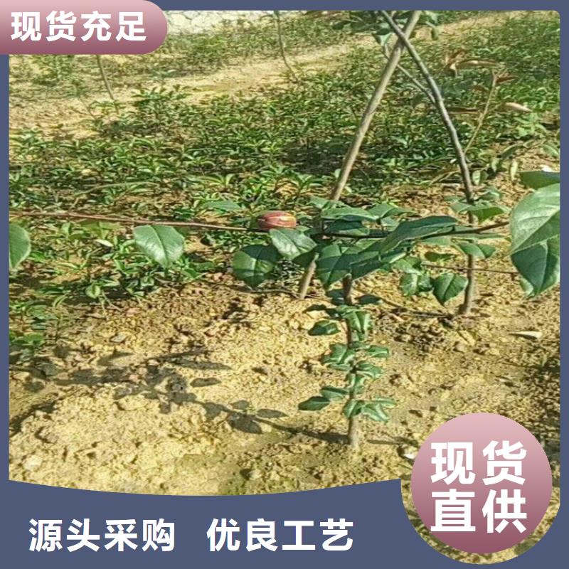 红梨树苗量多优惠