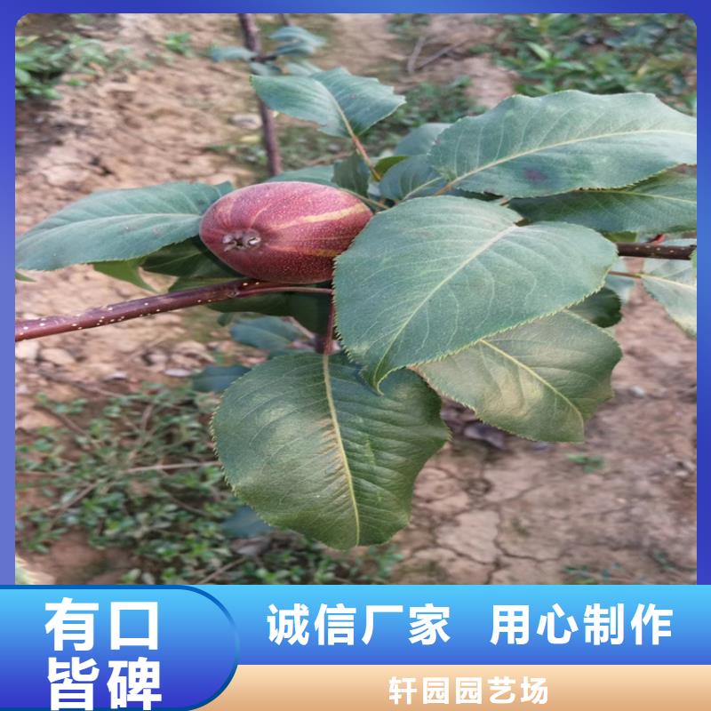 红梨树苗怎么卖