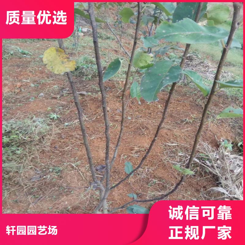 红梨树苗成活率高