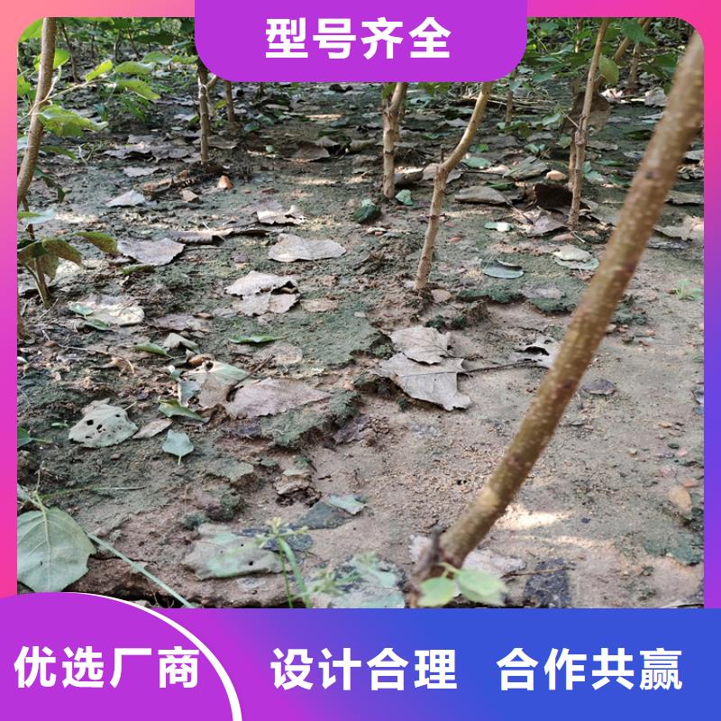 全红梨树苗价格