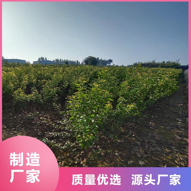 【梨树】,苹果苗技术先进