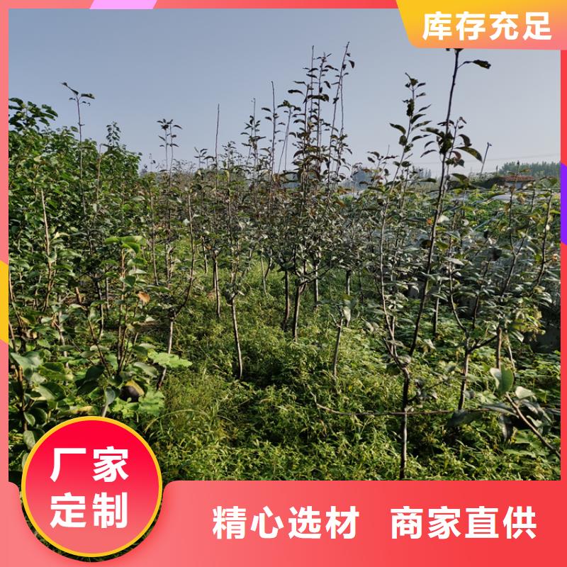 彩虹梨树苗质优价廉