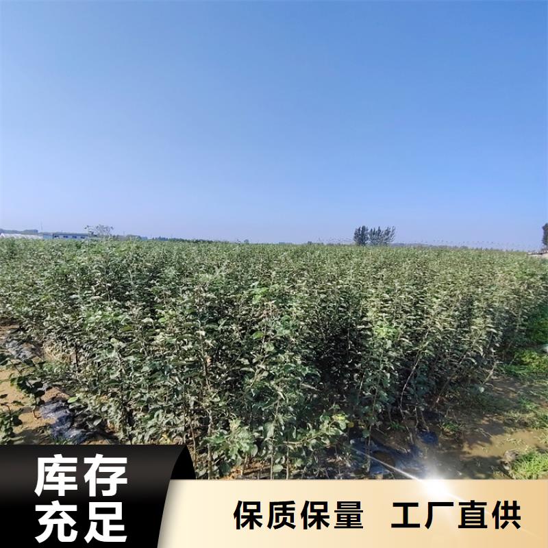 彩虹梨树苗适合种植地区