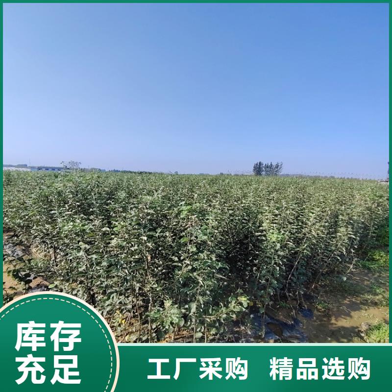 梨树苹果苗产品实拍