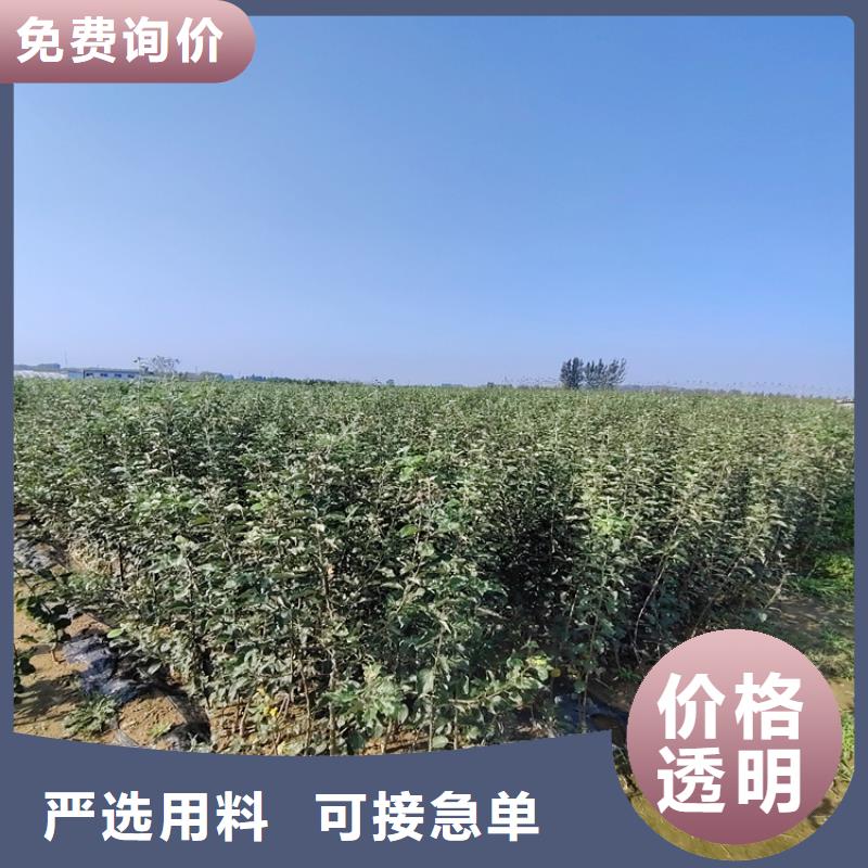 红梨苗当年结果树