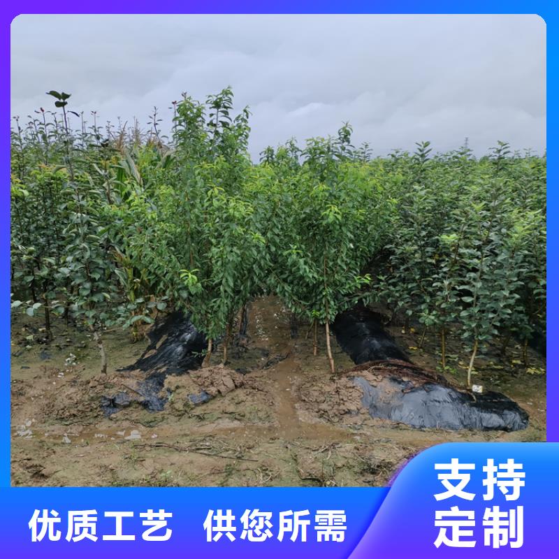 彩虹梨树苗适合种植地区