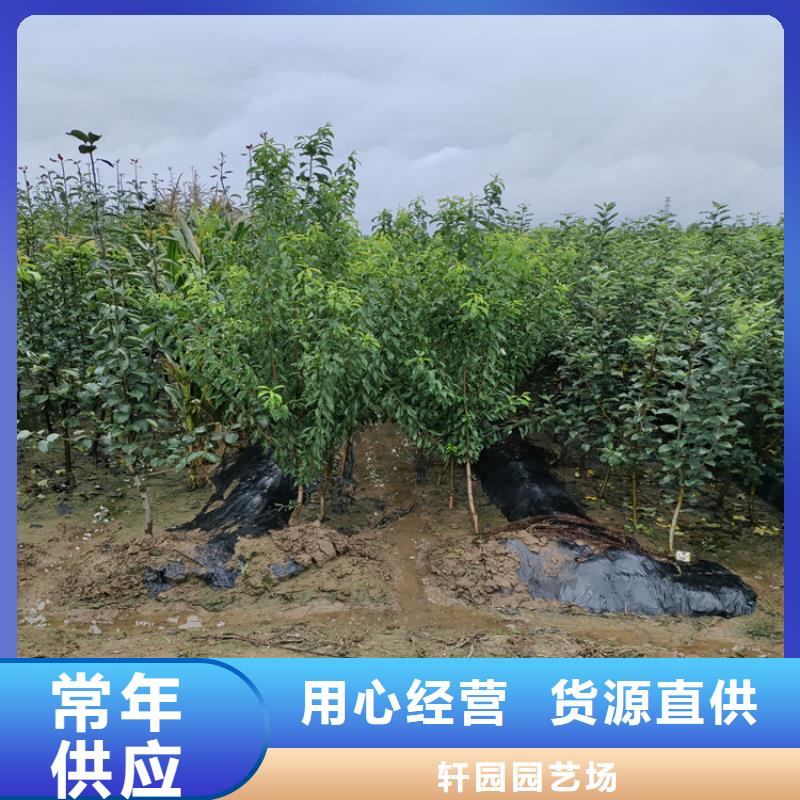 三红梨树苗适合种植地区