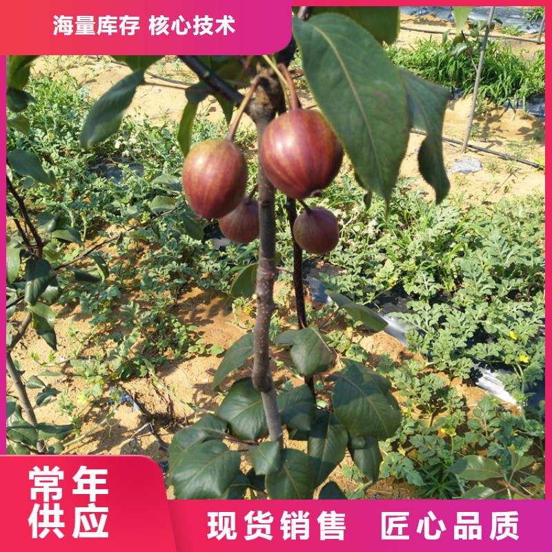 红梨树苗质优价廉