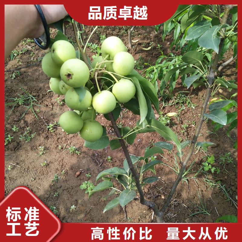 【梨树-【蓝莓苗】工厂现货供应】