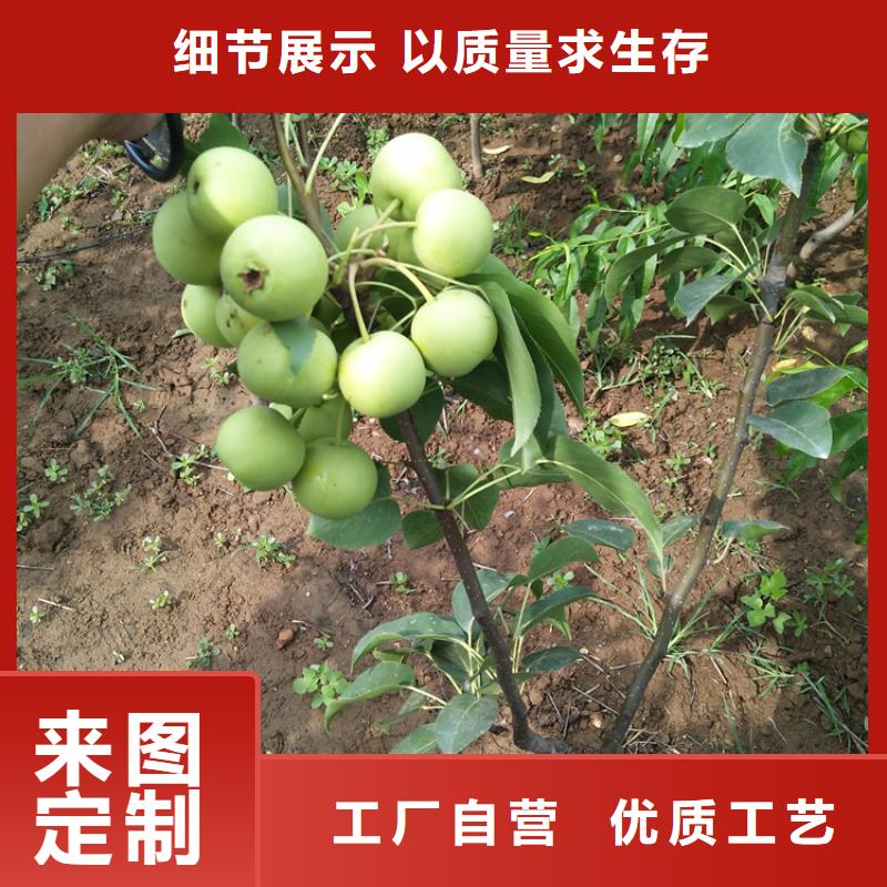 红梨树苗怎么卖