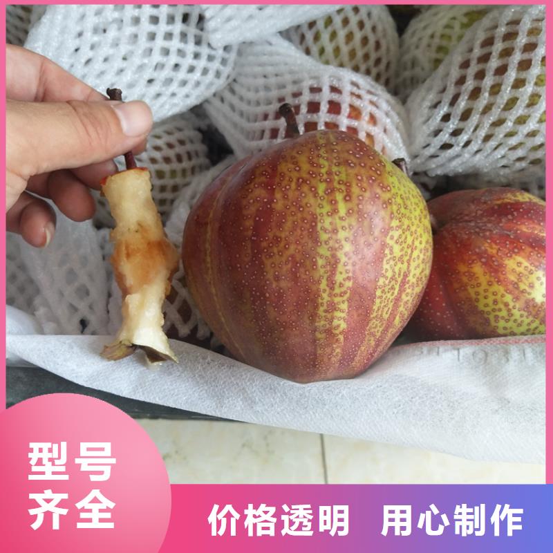 【梨树,无花果苗工厂认证】