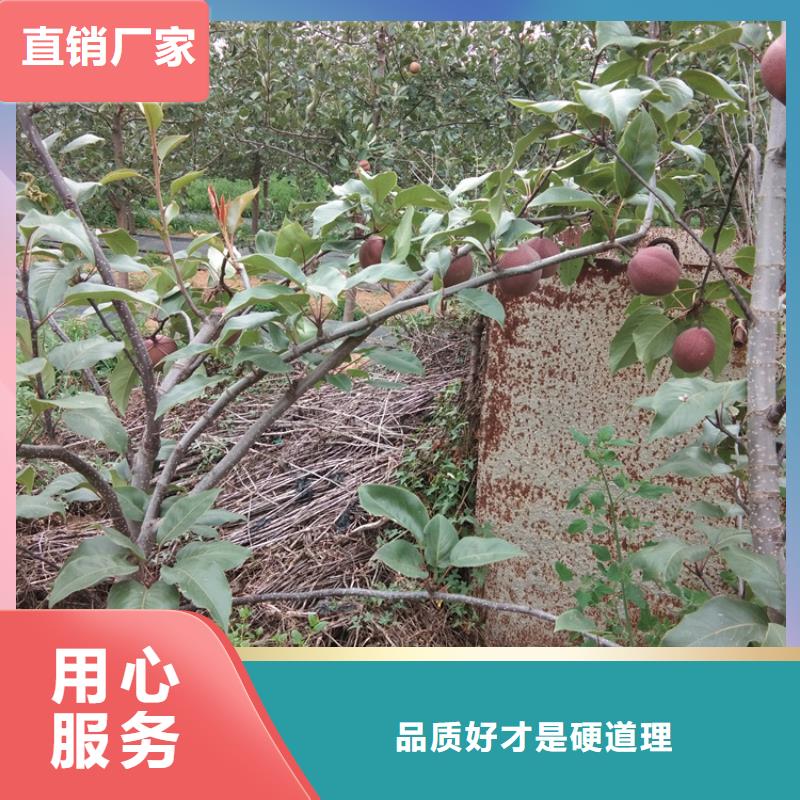 彩虹梨树苗适合种植地区