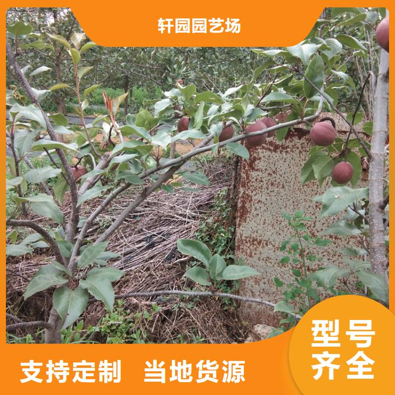 三红梨树苗育苗基地