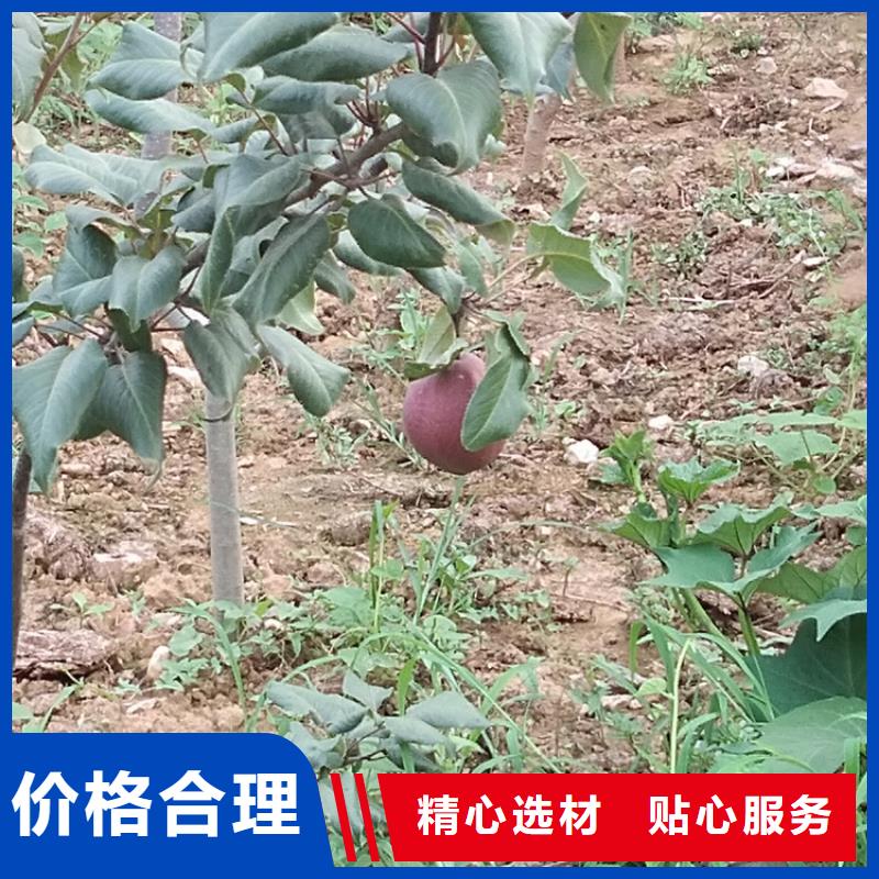 彩虹梨树苗适合种植地区