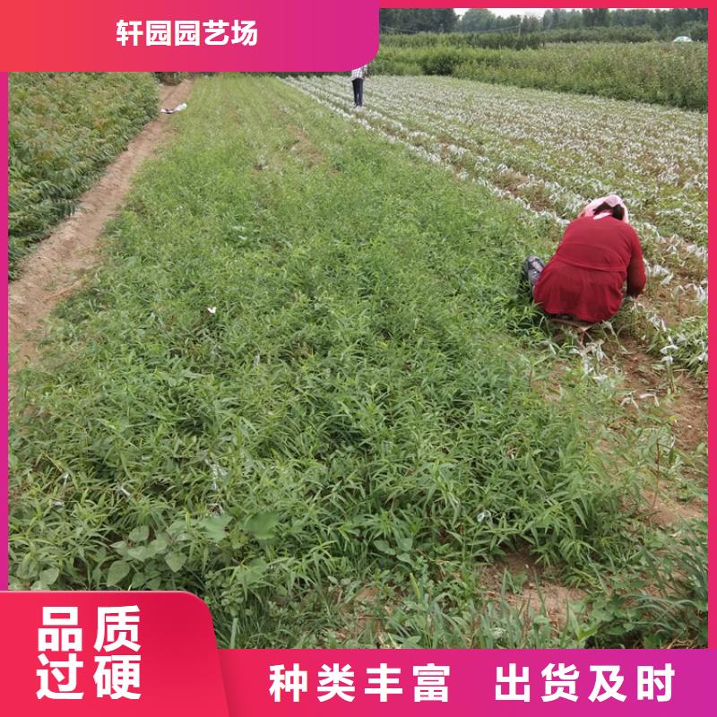 彩虹梨树苗批发价格