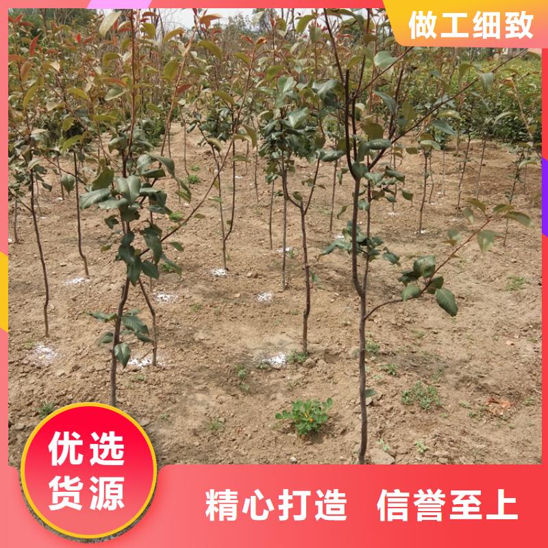 彩虹梨树苗适合种植地区