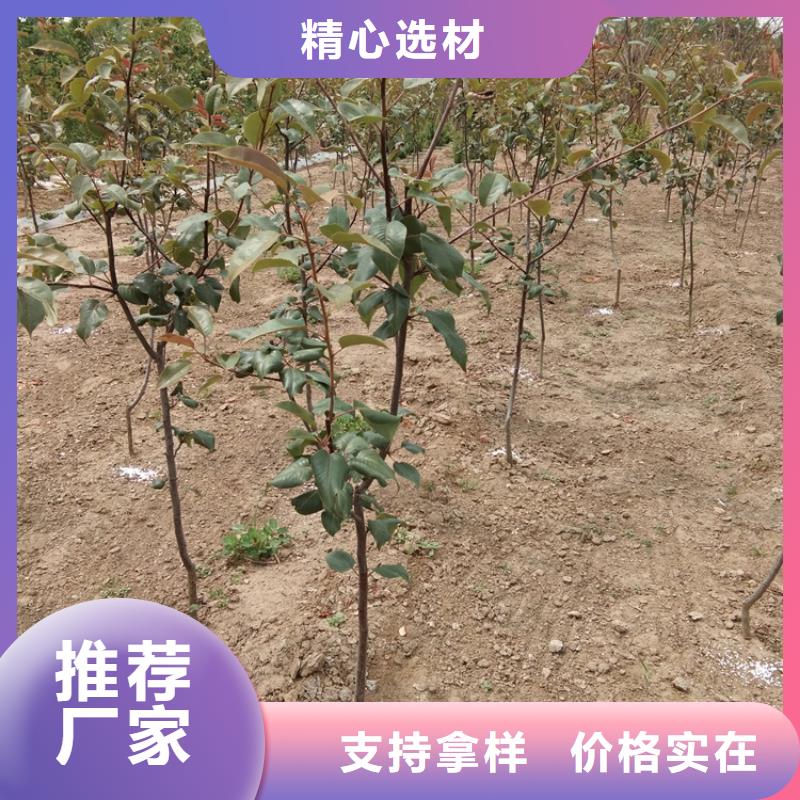 梨树苹果苗用途广泛