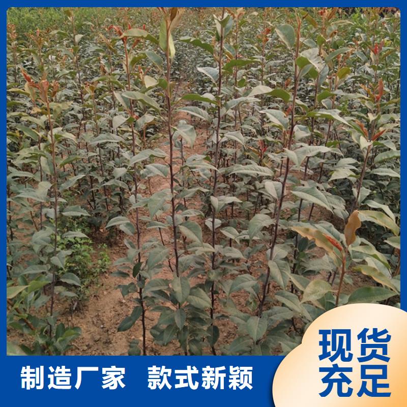 彩虹梨树苗适合种植地区