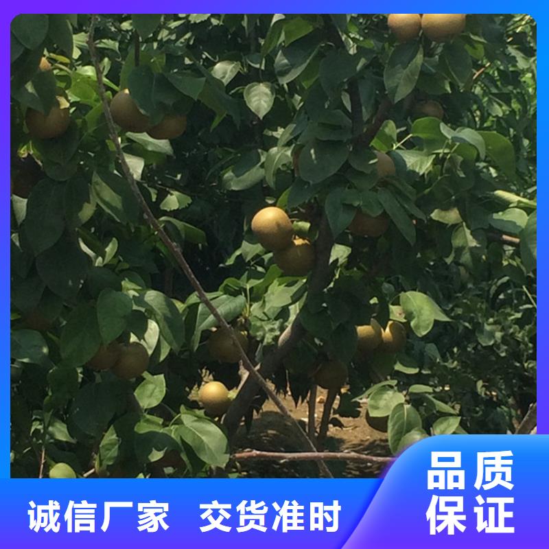 彩虹梨树苗根系发达