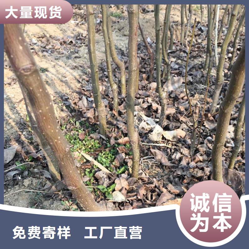 嫁接梨树苗基地