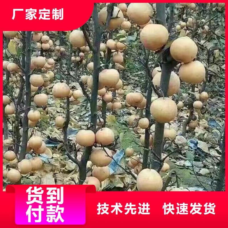 彩虹梨树苗怎么卖