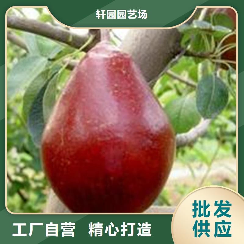 红梨树苗根系发达