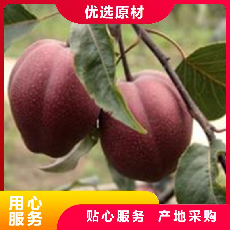 早酥红梨苗种植技术N年专注轩园