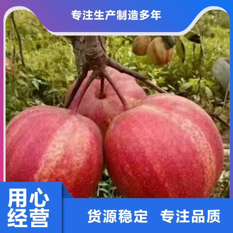早酥红梨苗种植技术