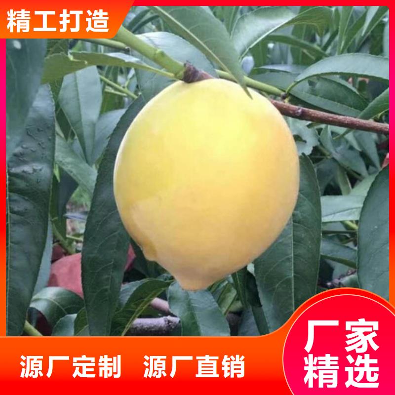 桃【蓝莓苗】量大从优