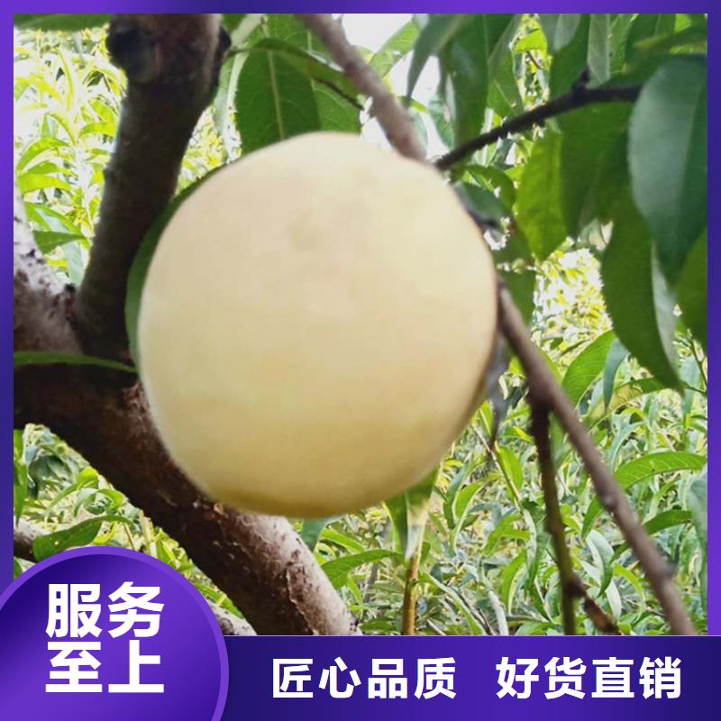 桃【蓝莓苗】量大从优