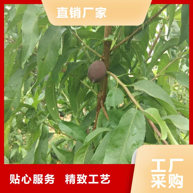 桃-奶油草莓源头实体厂商