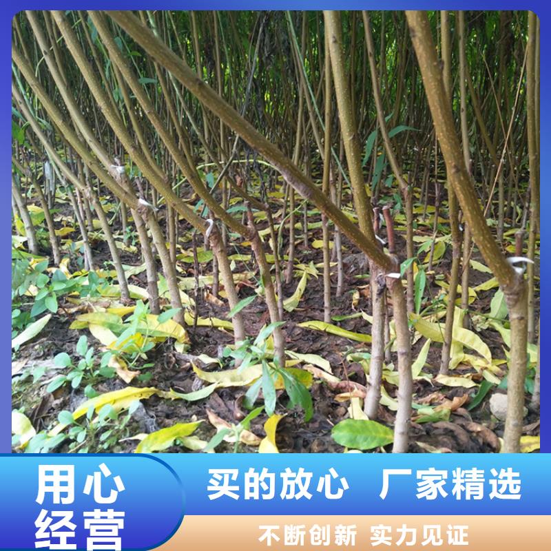 【桃】苹果苗原料层层筛选