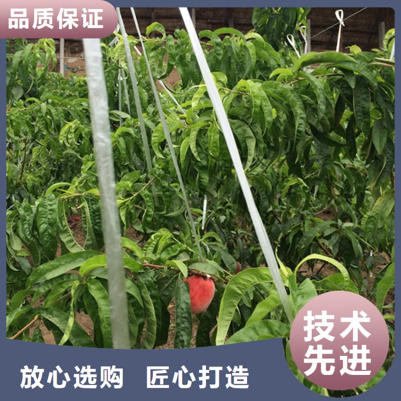 黄桃苗大棚种植